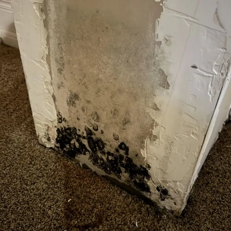 Professional Mold Removal in Lynchburg, VA